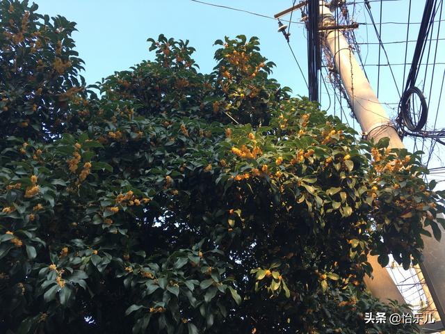 苏州博物馆有奇宝，集合水晶玛瑙琥珀金银檀香木，还有4万颗珍珠
